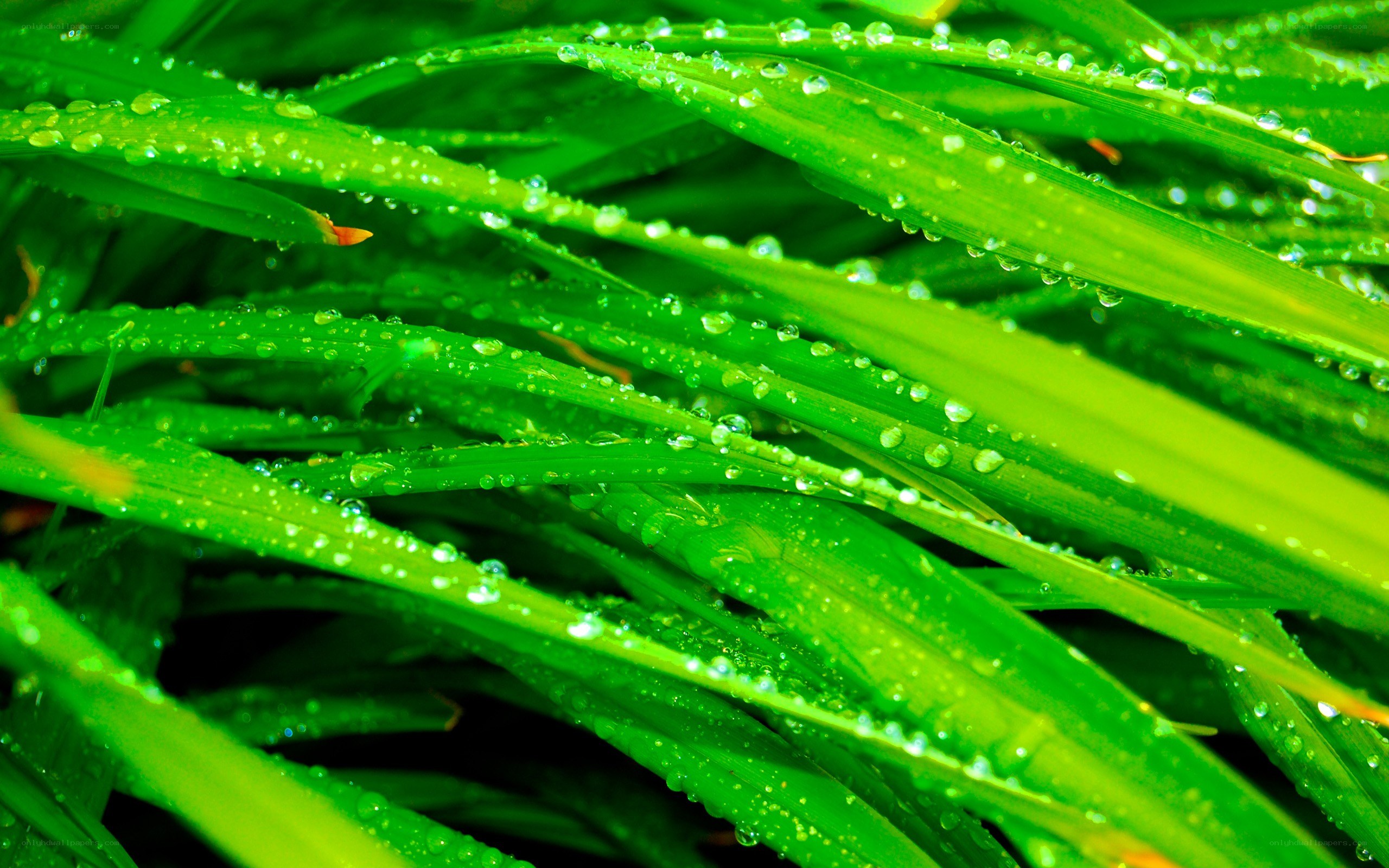 Green grass with dew drops