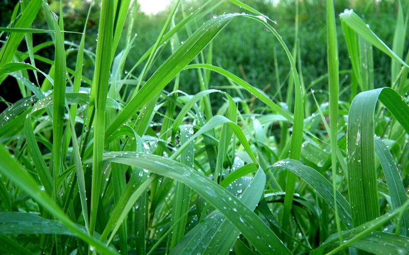 Green grass with dew drops