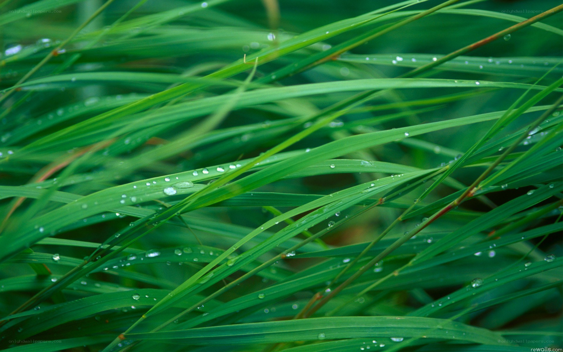 green grass with dew drops