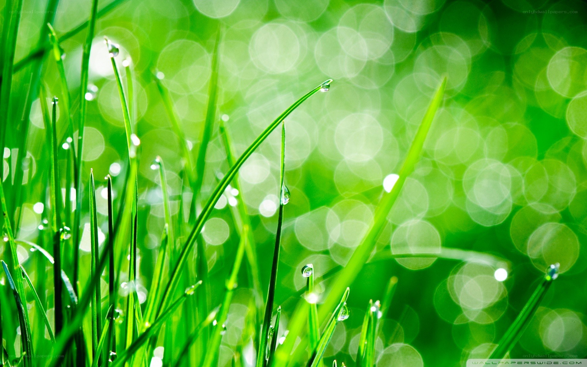 Green grass with dew drops