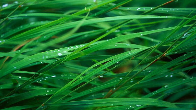 Green grass with dew drops