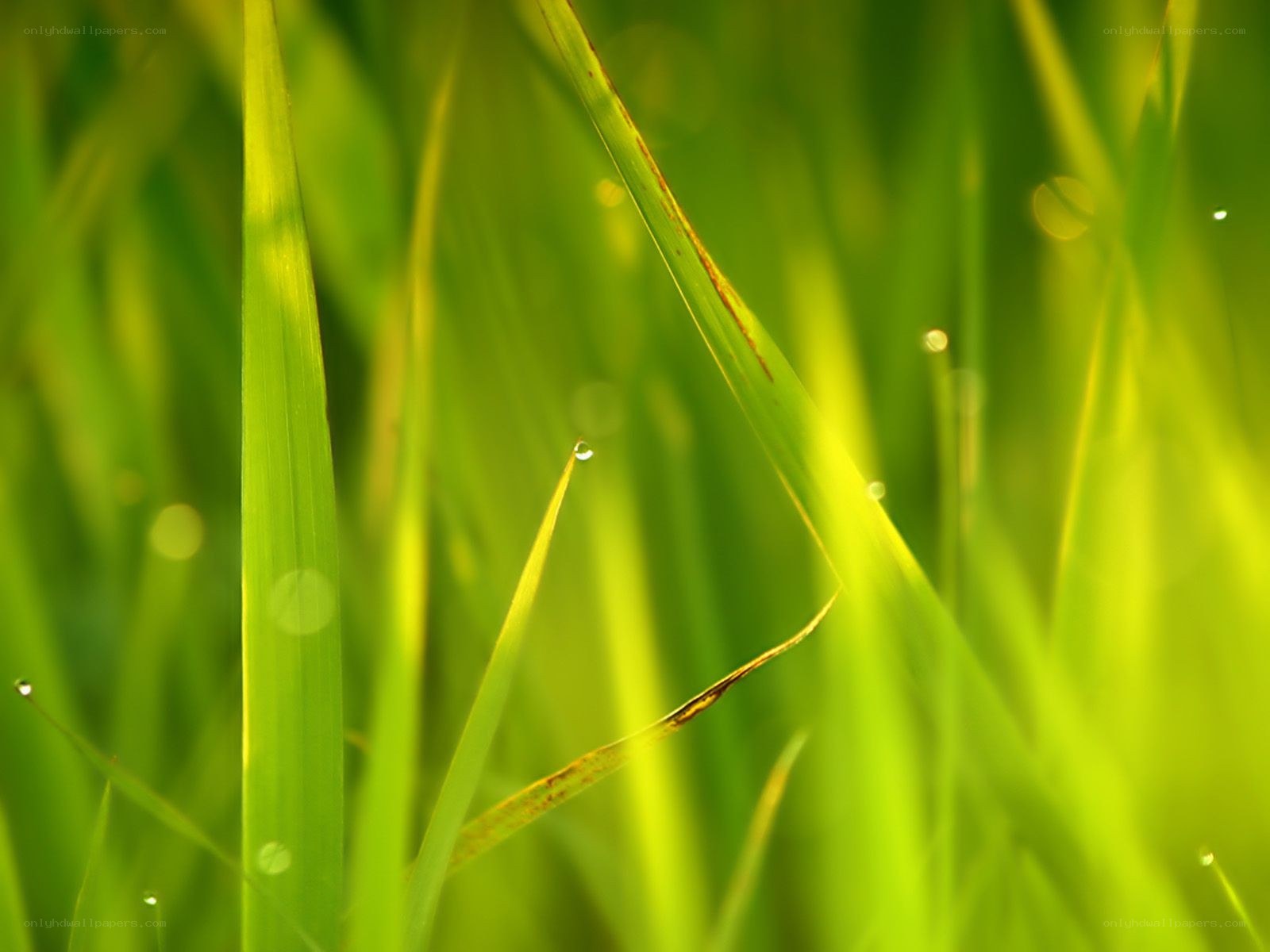 Green grass with dew drops
