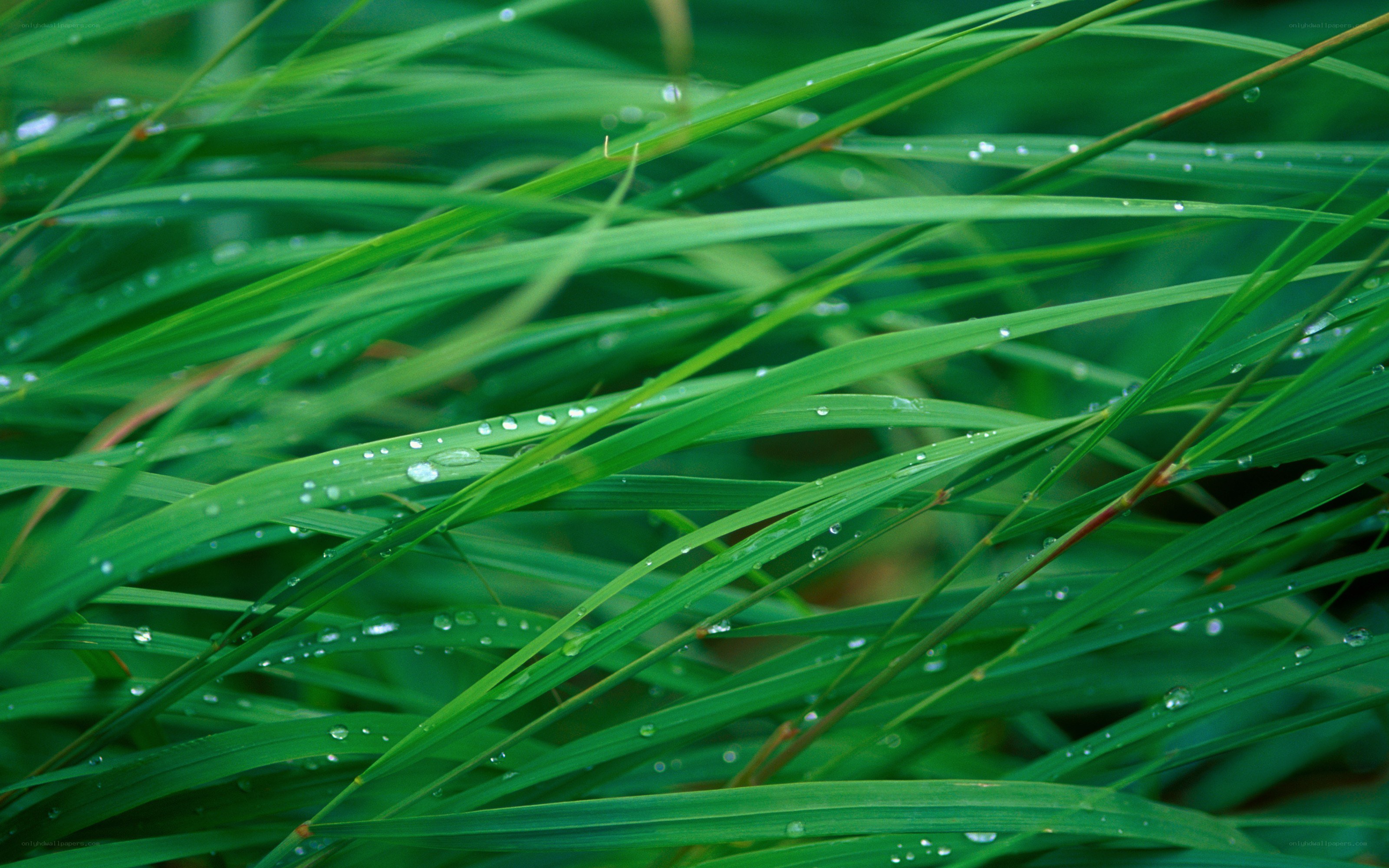 Green grass with dew drops