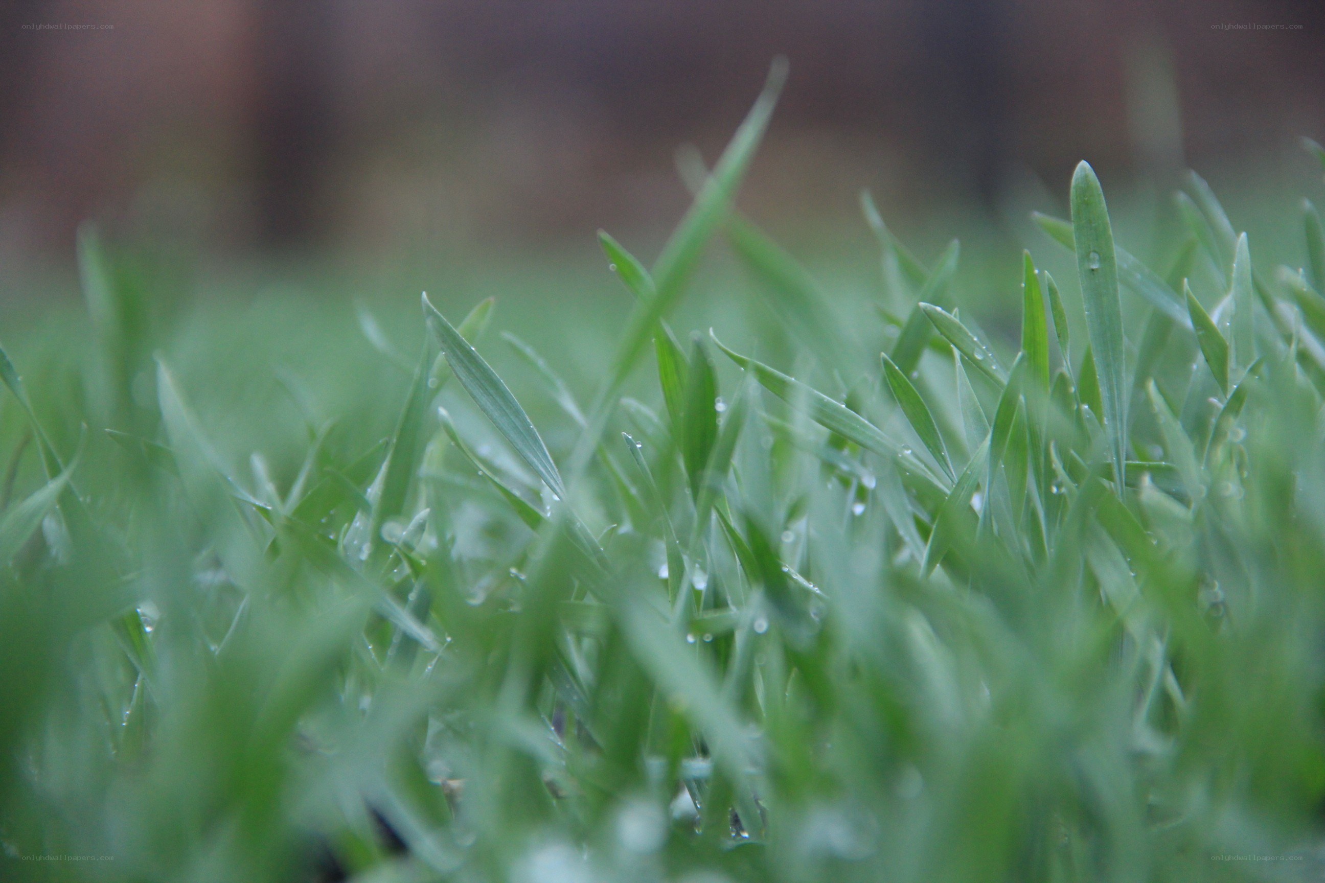 Green grass with dew drops