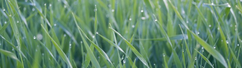 green grass with dew drops