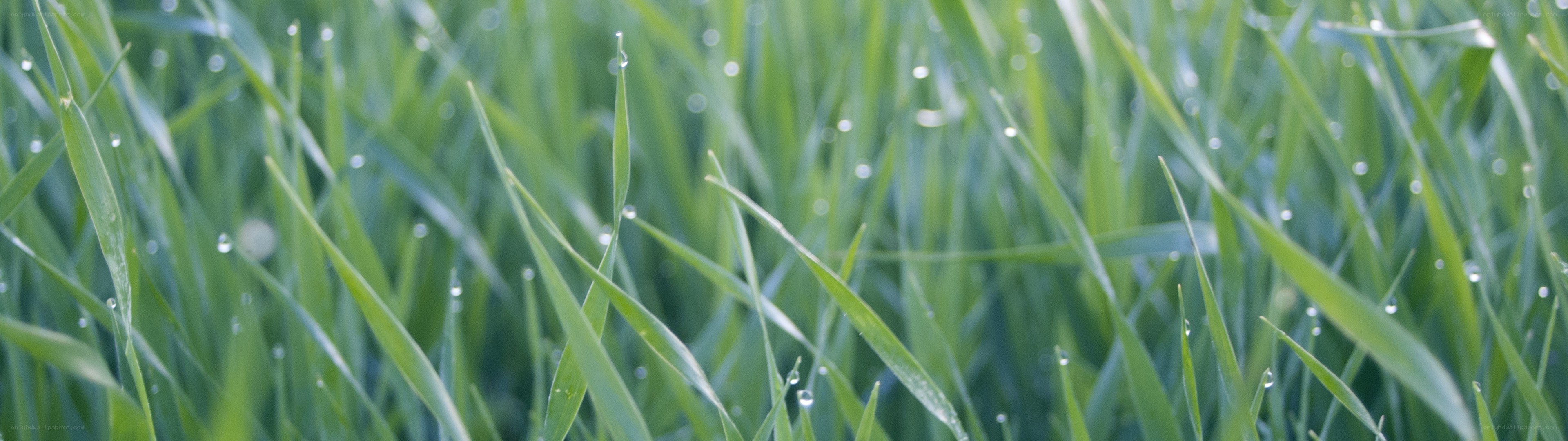 green grass with dew drops