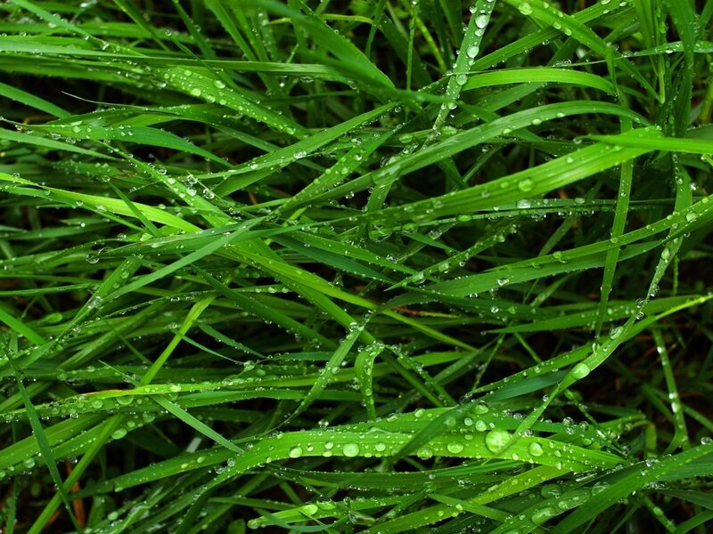 Green grass with dew drops