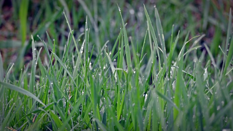 Green grass with dew drops