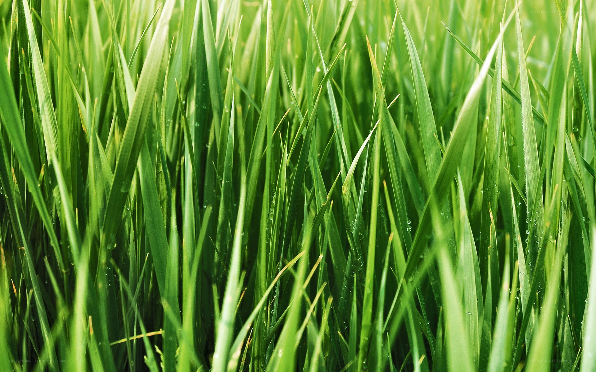 green grass with dew drops