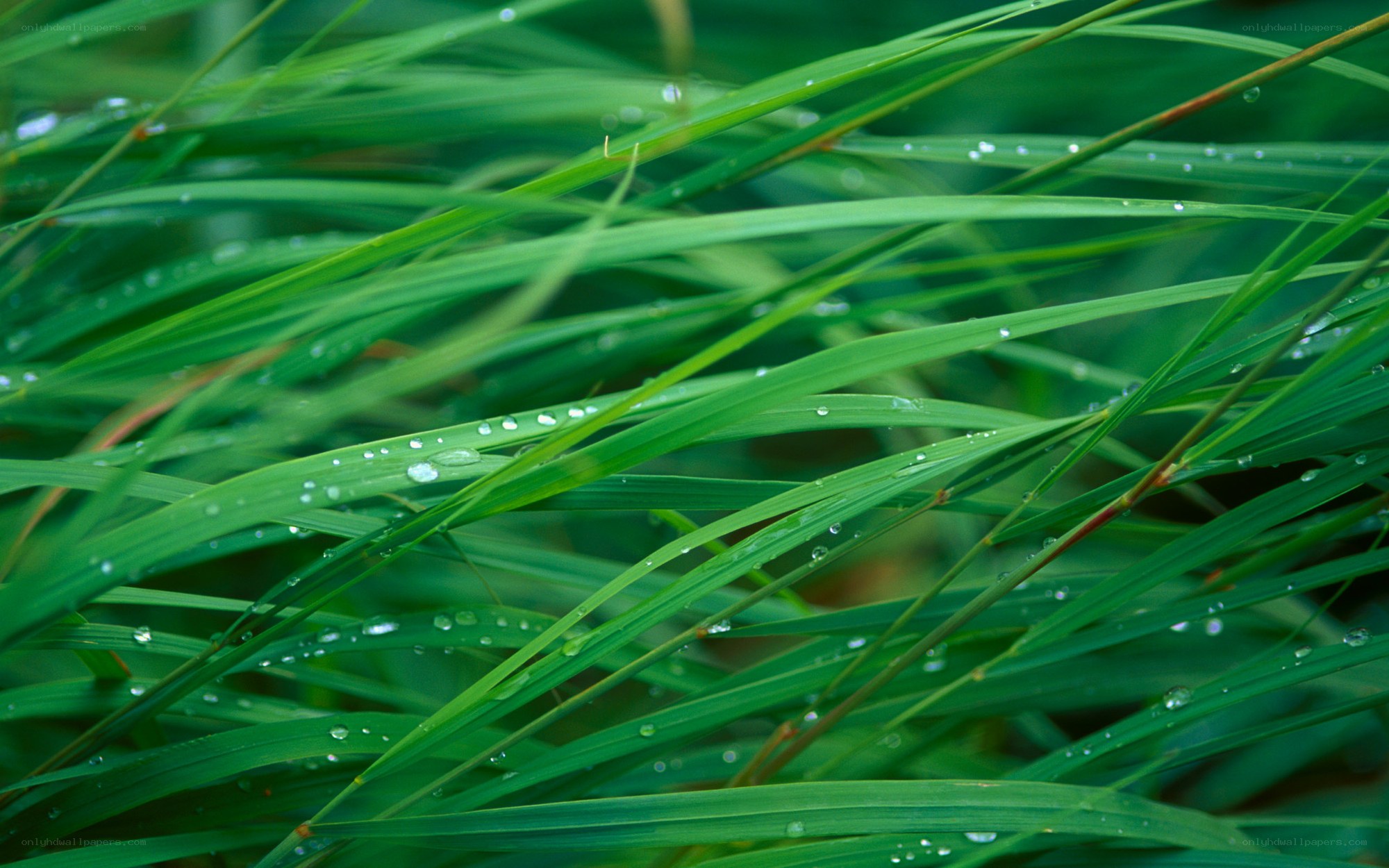 Green grass with dew drops