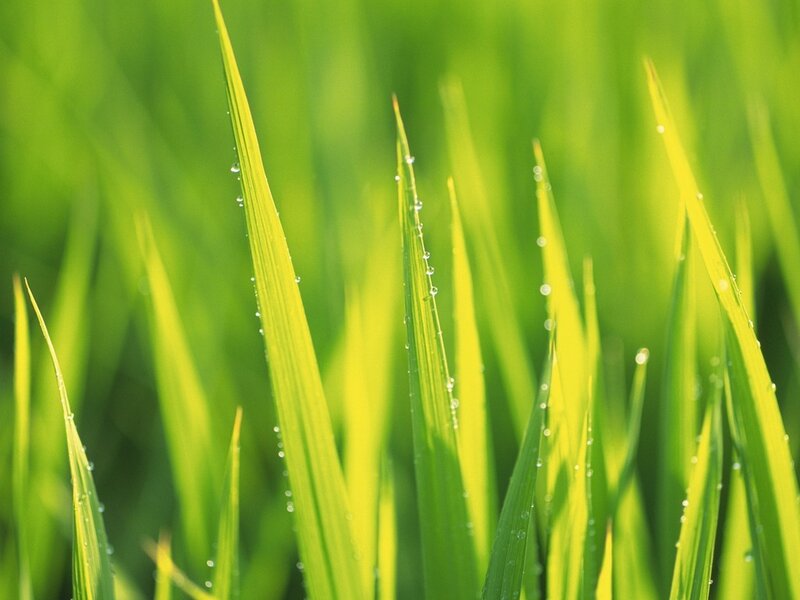 Green grass with dew drops