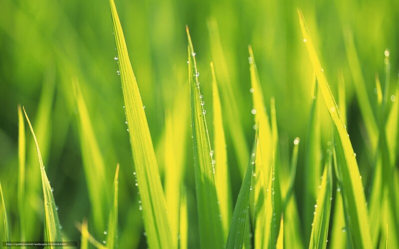 Green grass with dew drops