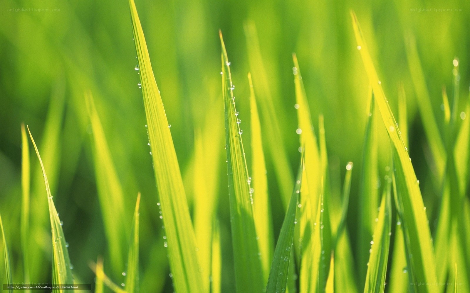 Green grass with dew drops