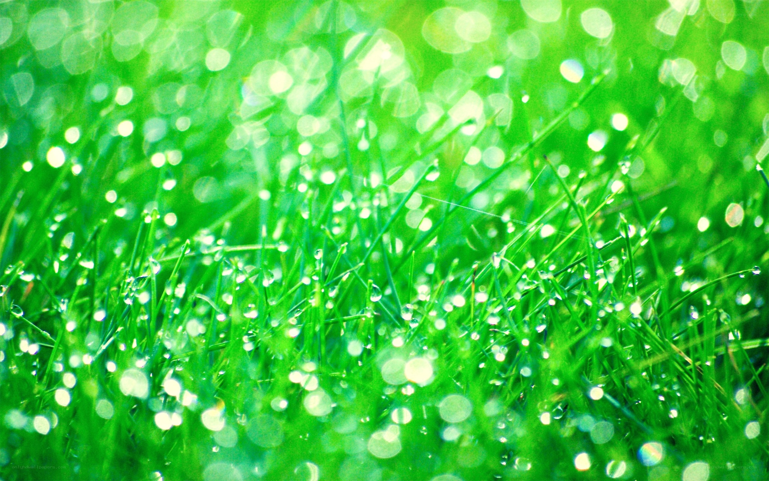 Green grass with dew drops