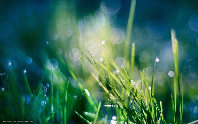 Green Grass with Dew Drops — Serene, Morning, Photograph, Dew Drops, Bokeh, Sunlight