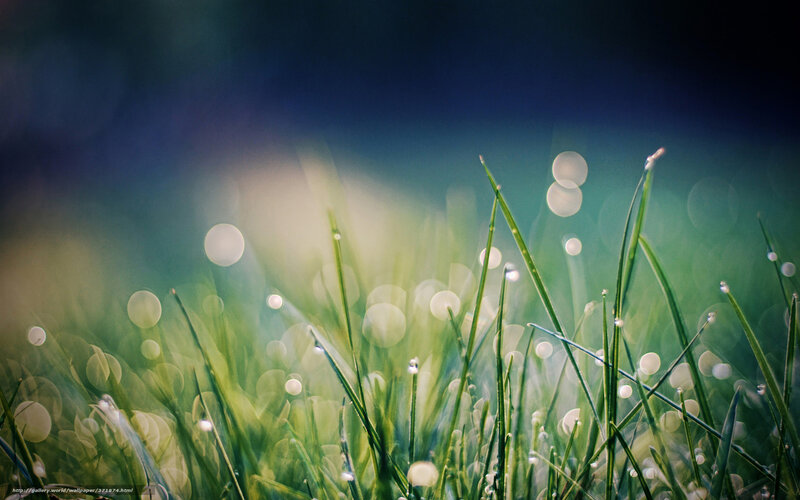 Green Grass with Dew Drops — Serene, Morning, Photograph, Dew Drops, Bokeh