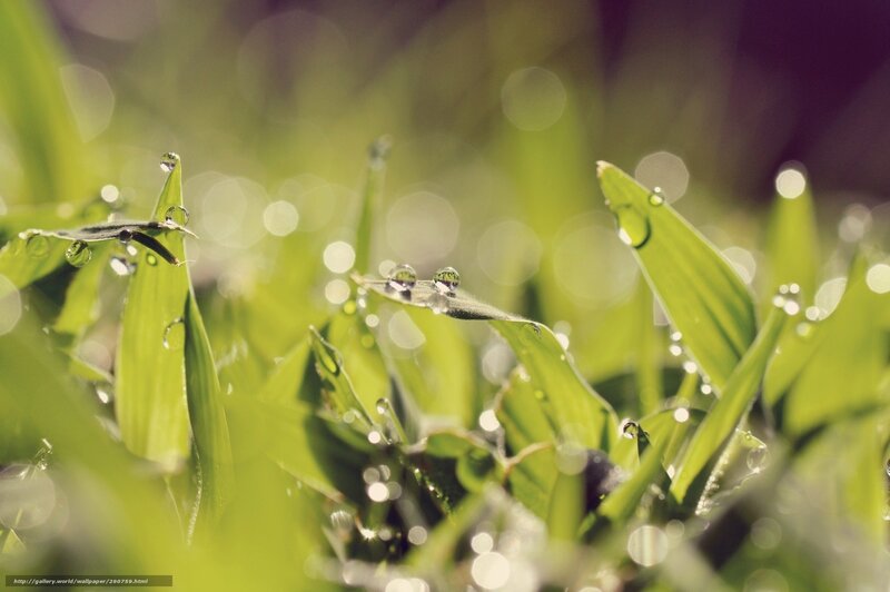 Green Grass with Dew Drops — Serene, Morning, Photograph, Dew Drops, Grass Blades