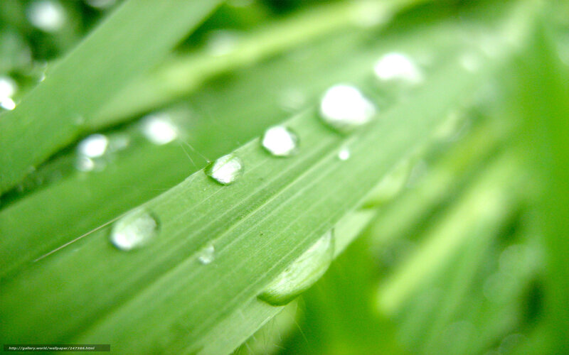 Green Grass with Dew Drops — Serene, Morning, Photograph, Leaf