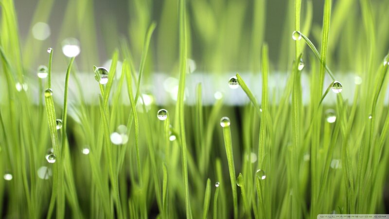 Green Grass with Dew Drops — Serene, Morning, Photograph, Light