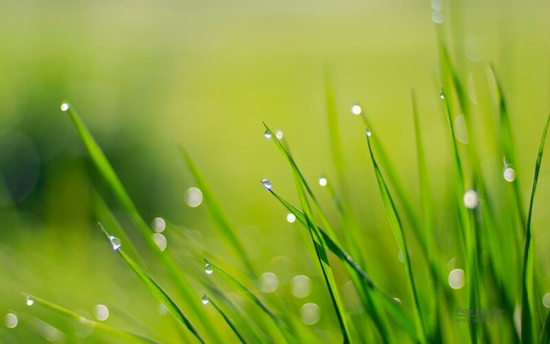 Green Grass with Dew Drops — Serene, Morning, Photograph