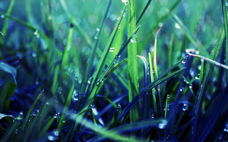 Green Grass with Dew Drops — Serene, Morning
