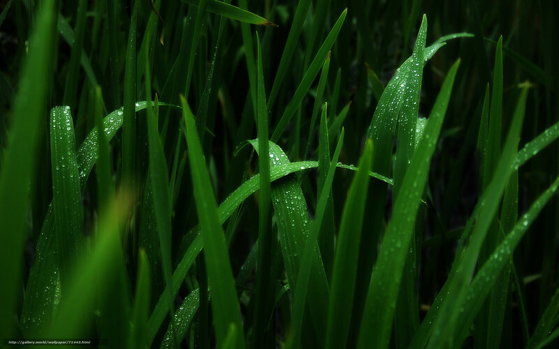 Green grass with dew drops
