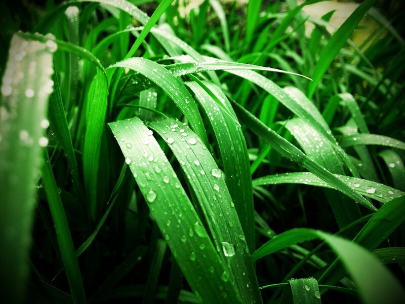 Green Grass with Dew — Fresh, Leaves