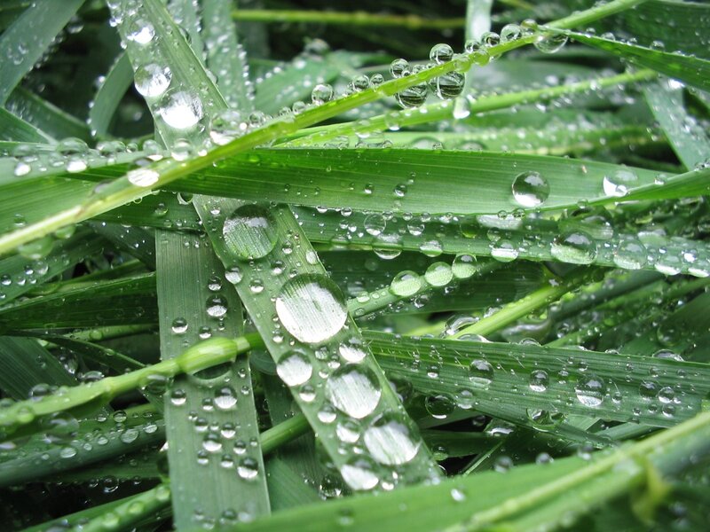 Green Grass with Dew — Fresh, Morning, Photograph, Dew Drops, Grass Blades, Clear