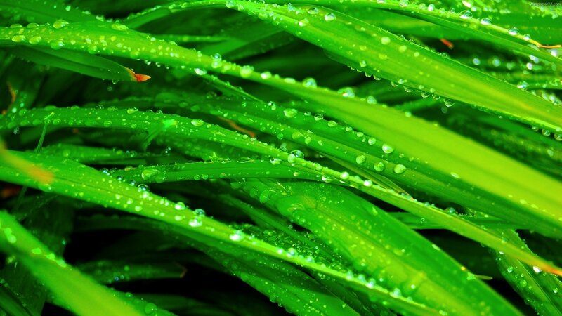 Green Grass with Dew — Fresh, Morning, Photograph, Dew Drops, Grass Blades