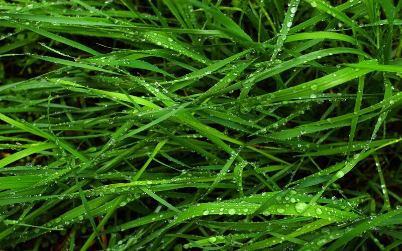 Green Grass with Dew — Fresh, Morning, Photograph, Dew Drops, Leaves, White