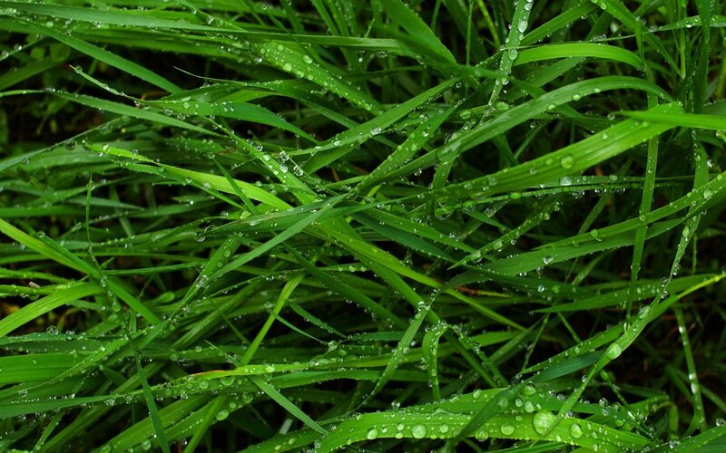 Green Grass with Dew — Fresh, Morning, Photograph