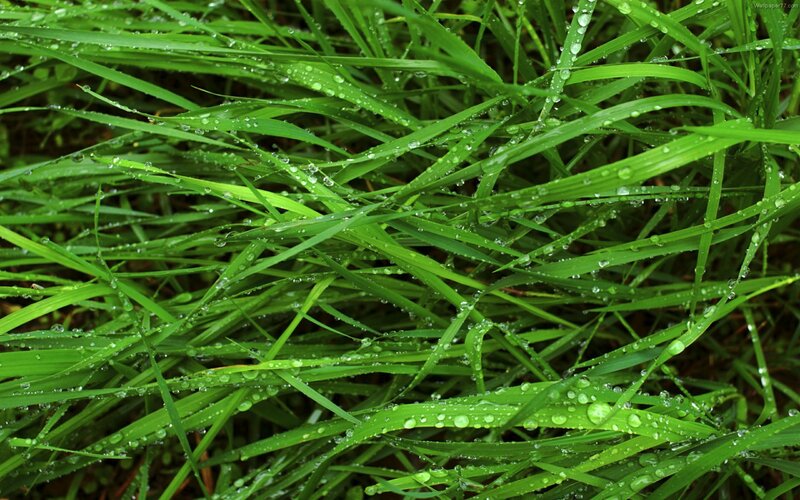 Green Grass with Dew — Fresh, Morning
