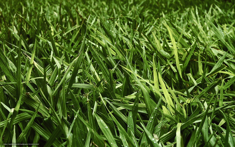 Green Grass with Dew — Natural, Morning