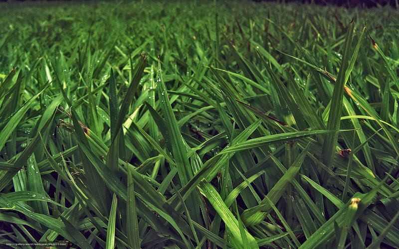 Green Grass with Dew — Natural