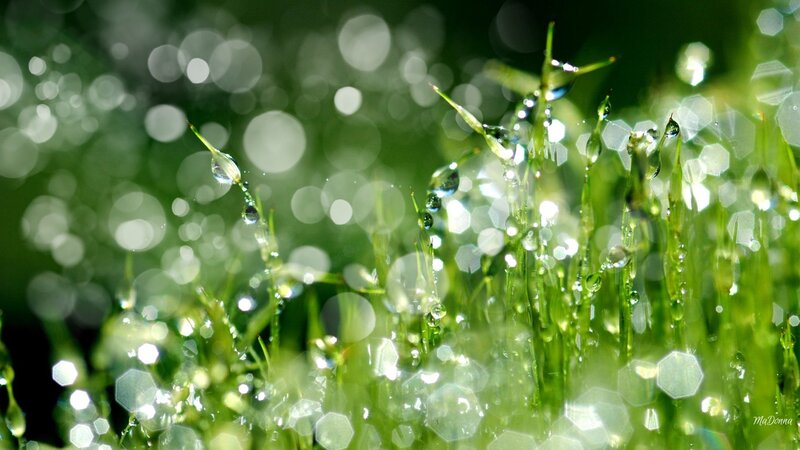 Green Grass with Dew — Serene, Morning, Photograph, Dew Drops, Bokeh, Sunlight