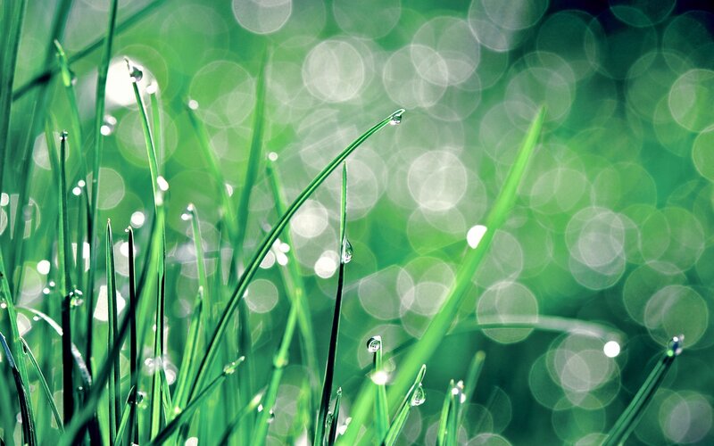 Green Grass with Dew — Serene, Morning, Photograph, Dew Drops, Bokeh, White