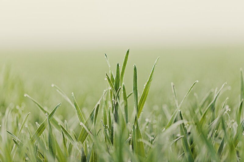 Green Grass with Dew — Serene, Morning, Photograph, Dew Drops, Field