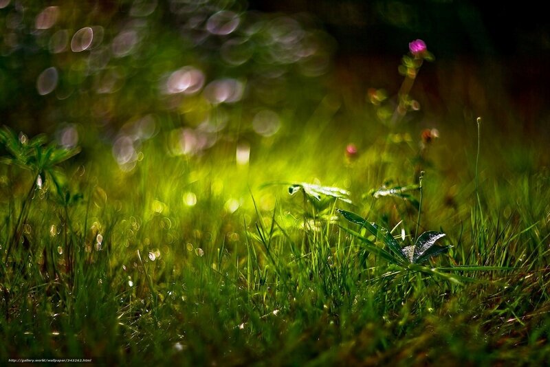 Green Grass with Dew — Serene, Morning, Photograph, Dew Drops, Flower