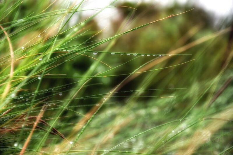 Green Grass with Dew — Serene, Morning, Photograph, Dew Drops, Grass Blades, Brown
