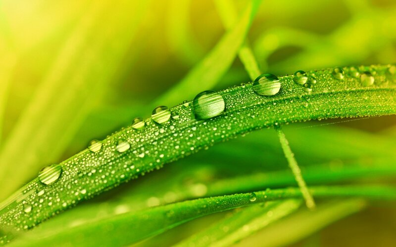 Green Grass with Dew — Serene, Morning, Photograph, Dew Drops, Grass Blades