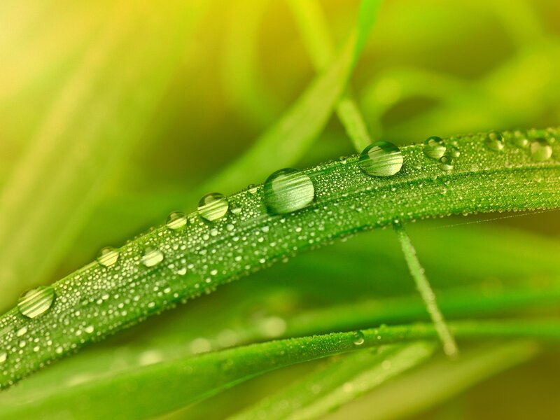 Green Grass with Dew — Serene, Morning, Photograph, Dew Drops, Grass Blades, Yellow