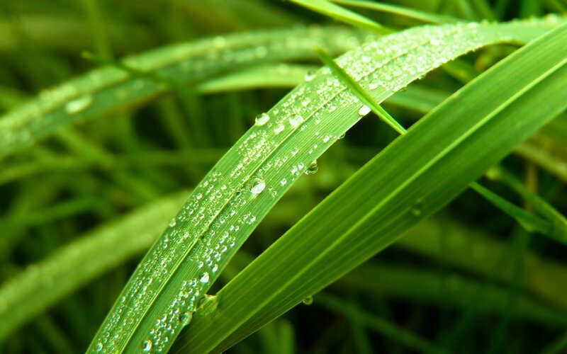 Green Grass with Dew — Serene, Morning, Photograph, Dew Drops, Leaf