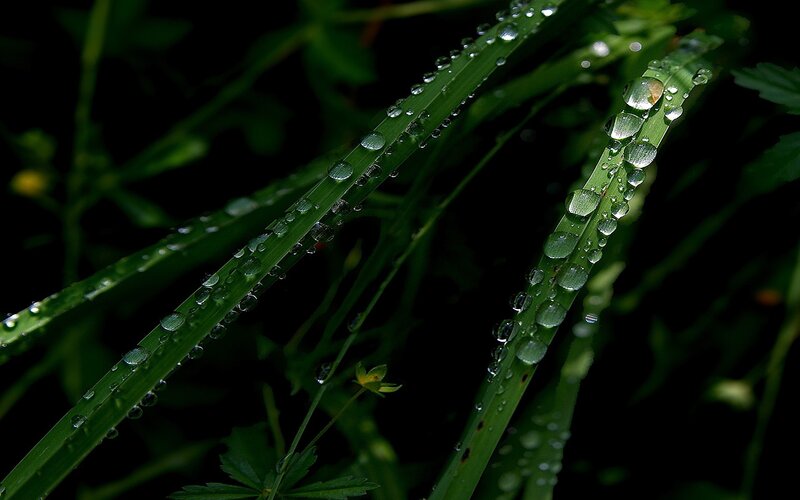 Green Grass with Dew — Serene, Morning, Photograph, Dew Drops, Leaves, Dark Background