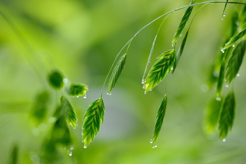Green Grass with Dew — Serene, Morning, Photograph, Dew Drops, Leaves