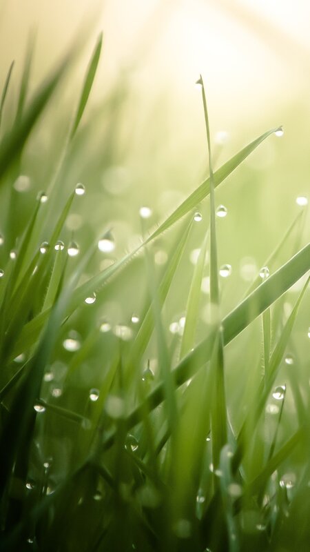 Green Grass with Dew — Serene, Morning, Photograph, Dew Drops, Sunlight, Blurred Background