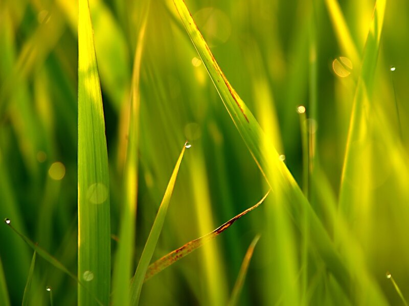 Green Grass with Dew — Serene, Morning, Photograph, Dew Drops, Sunlight, Blurred Background, Yellow