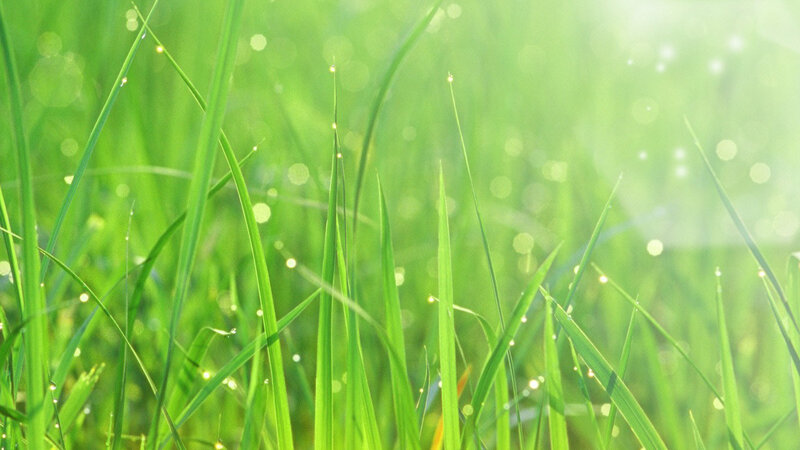 Green Grass with Dew — Serene, Morning, Photograph, Dew Drops, Sunlight, Bokeh