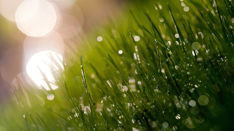 Green Grass with Dew — Serene, Morning, Photograph, Dew Drops, Sunlight, Bokeh, White, Garth