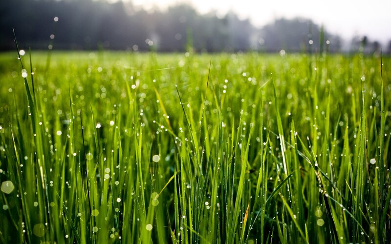 Green Grass with Dew — Serene, Morning, Photograph, Dew Drops, Sunlight, Field