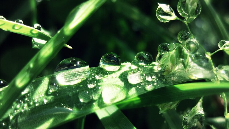 Green Grass with Dew — Serene, Morning, Photograph, Dew Drops, Sunlight, Plant